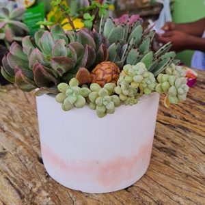 Arranjo com suculentas raras em vaso de concreto redondo branco e pêssego