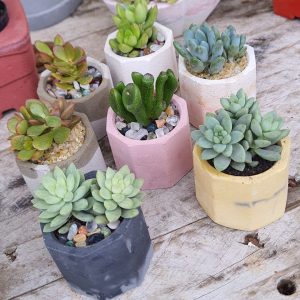 Kit 7 minis arranjos de suculentas sortidas no vasinho de concreto