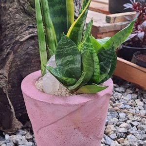 Arranjo de sansevierias em vaso cone de concreto