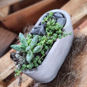 Arranjo com suculenta colar de pérolas e planta diamante