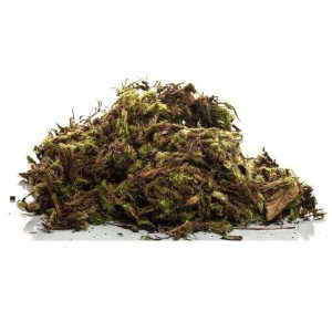 Musgo esfagno verde