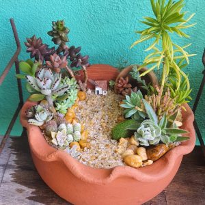 Minijardim de suculentas variadas