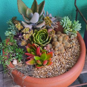 Arranjo de cactos e suculentas variadas em vaso de barro